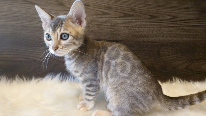 仮名（あおい）