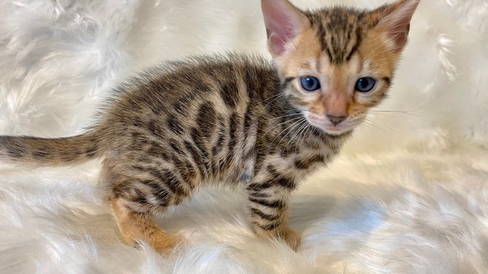 仮名（ベッキー）