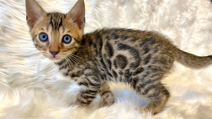 仮名（チャーリー）