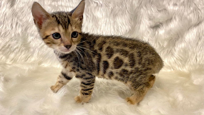 仮名（チャコ）