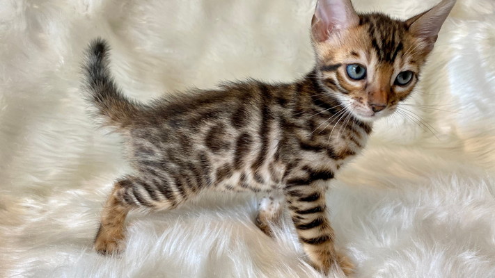 仮名（クリス）