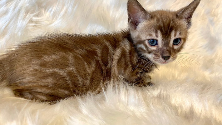 仮名（ジャック）