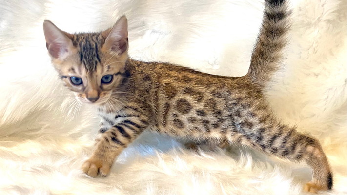 仮名（メイメイ）