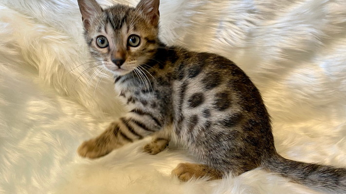 仮名（オルカ）