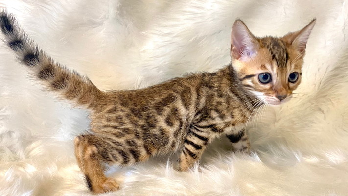 仮名（ランラン）