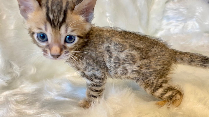 仮名（ラップ）