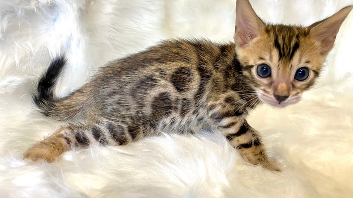 仮名（ロック）