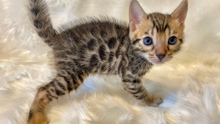 仮名（ルイーゼ）