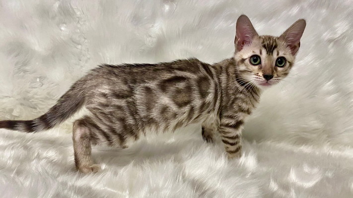 仮名（ルーシー）