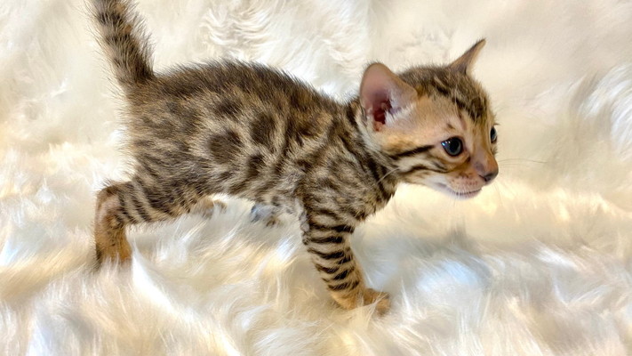 仮名（リュー）