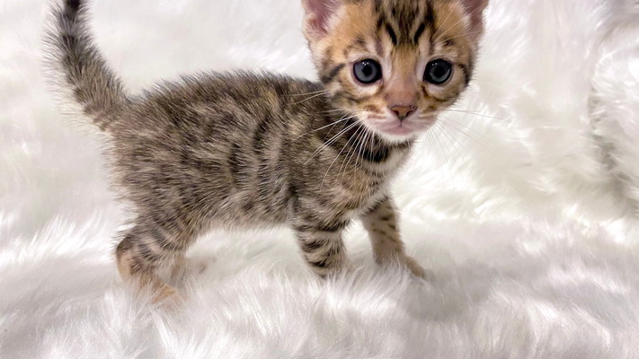 仮名（シーサー）