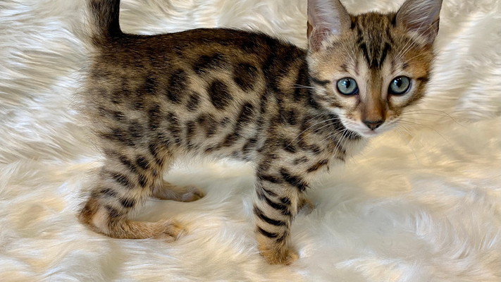 仮名（ウララ）