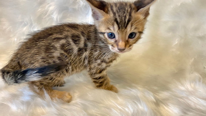 仮名（ウィル）