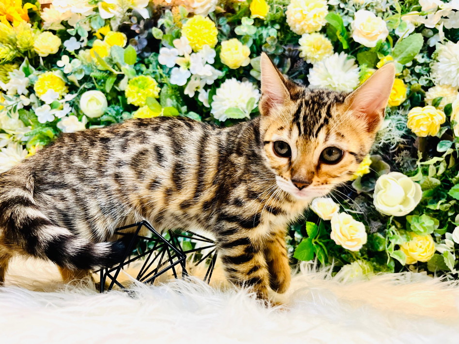 仮名（アビー）