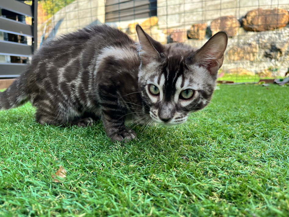 仮名（エース）