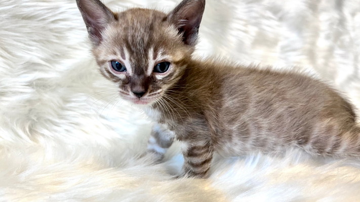 仮名（アラン）