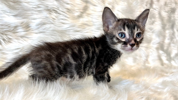 仮名（アート）