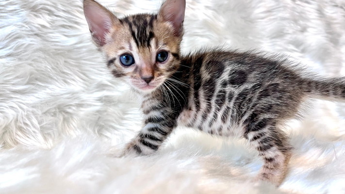 仮名（ブラウニー）