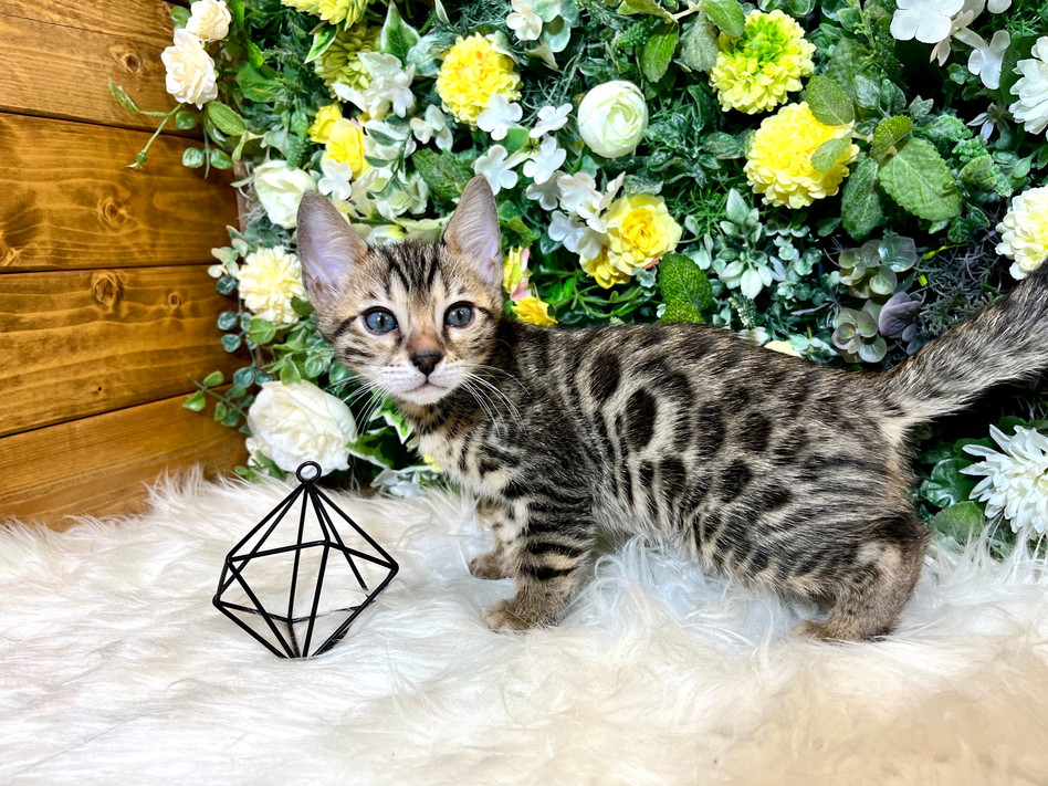 仮名（チップ）