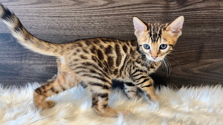 仮名（ちゃちゃまる）