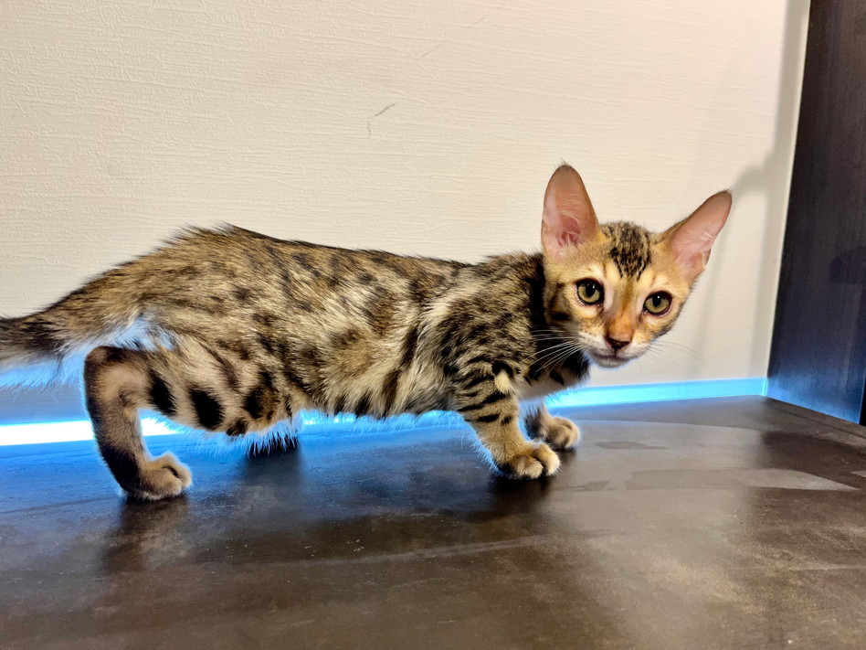 仮名（ガンス）