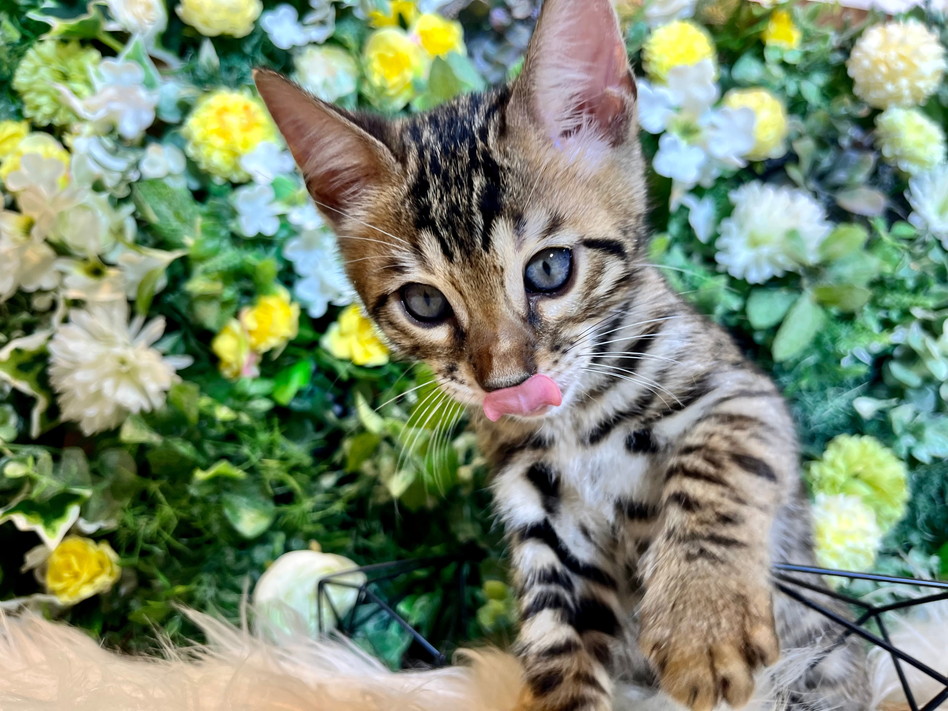 仮名（グーグー）