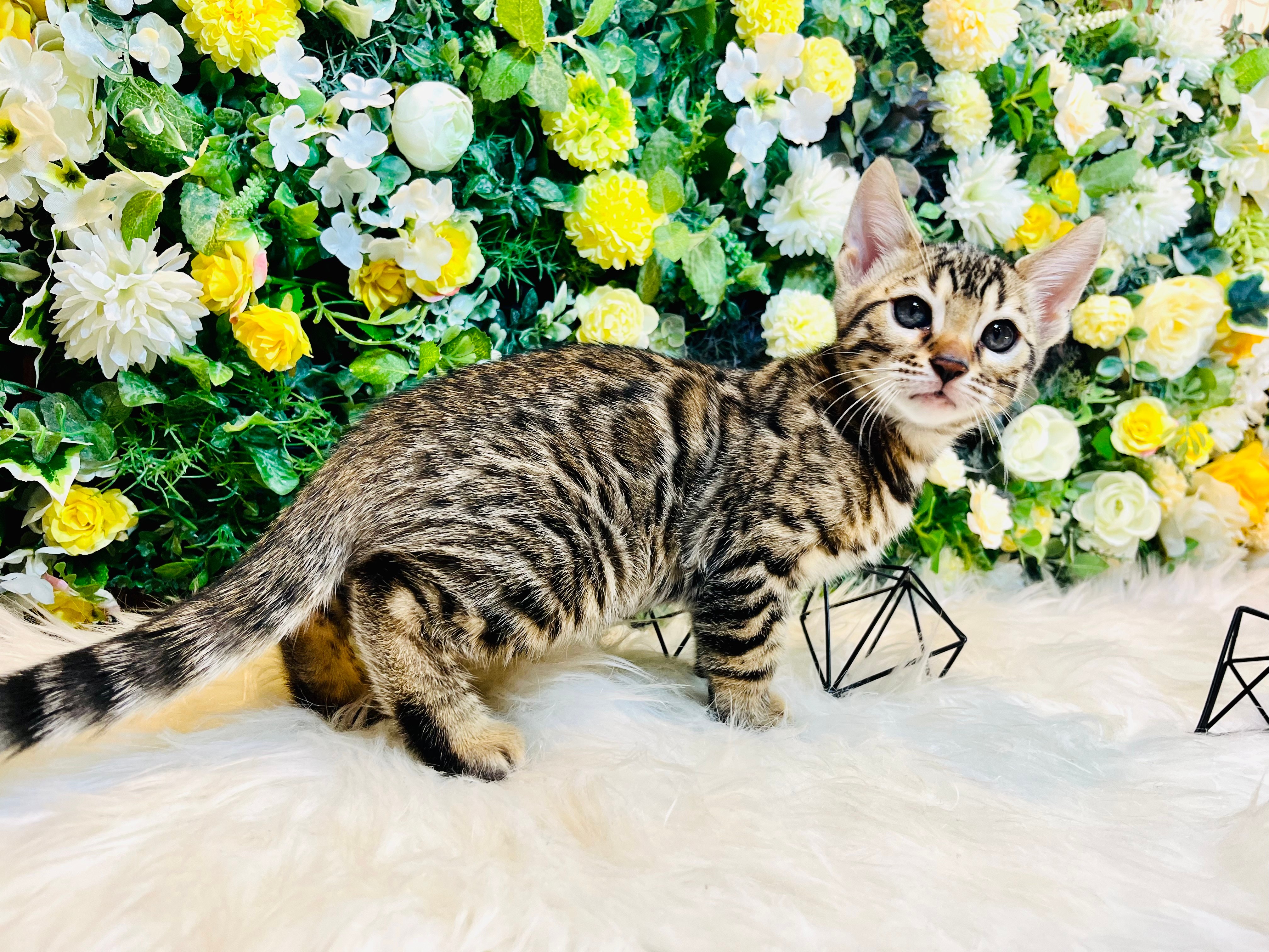 仮名（ハンク）