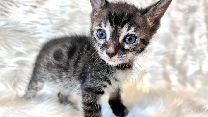 仮名（キャリー）