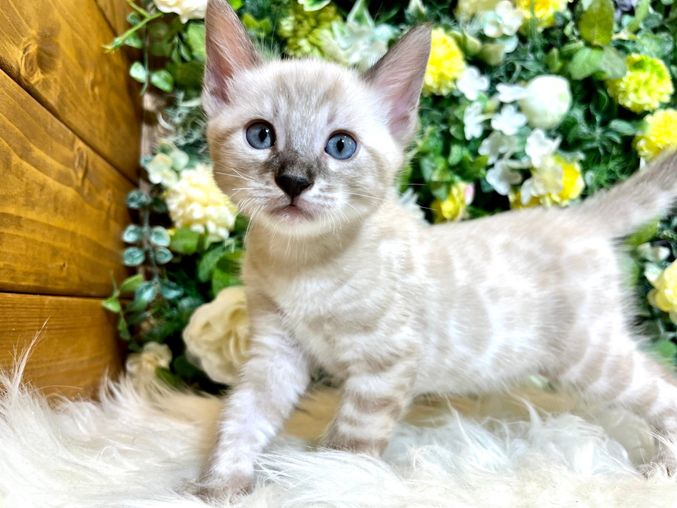 仮名（レニー）