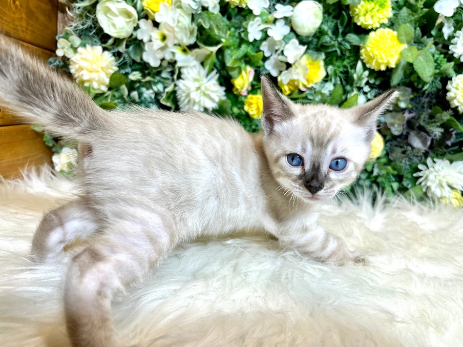 仮名（マリア）