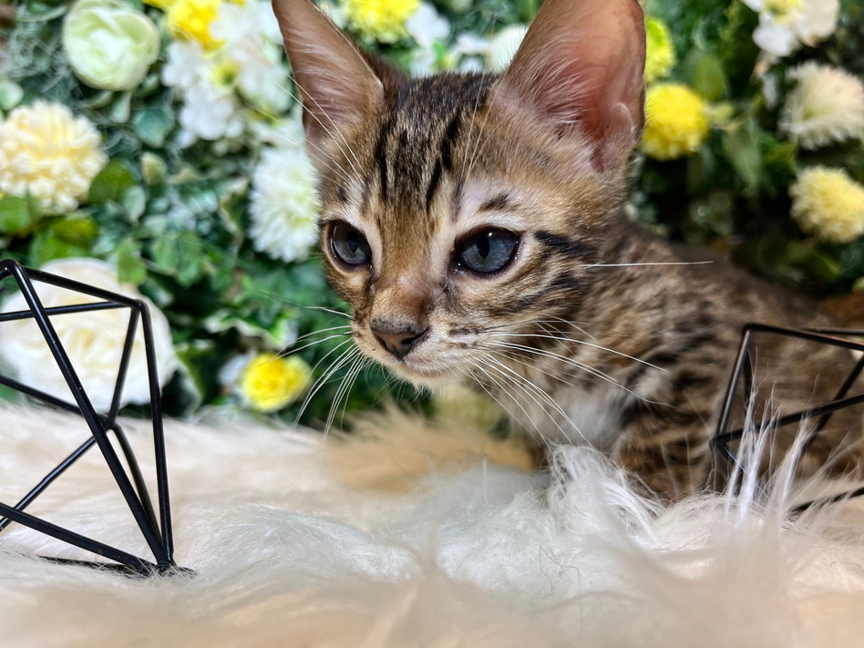 仮名（メーター）