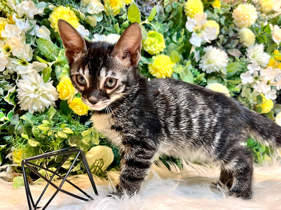 仮名（マイン）