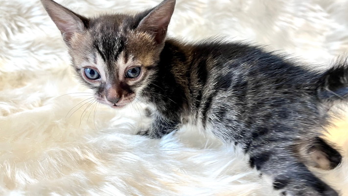 仮名（ミサキ）