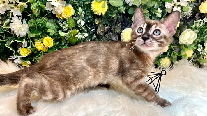 仮名（ニック）