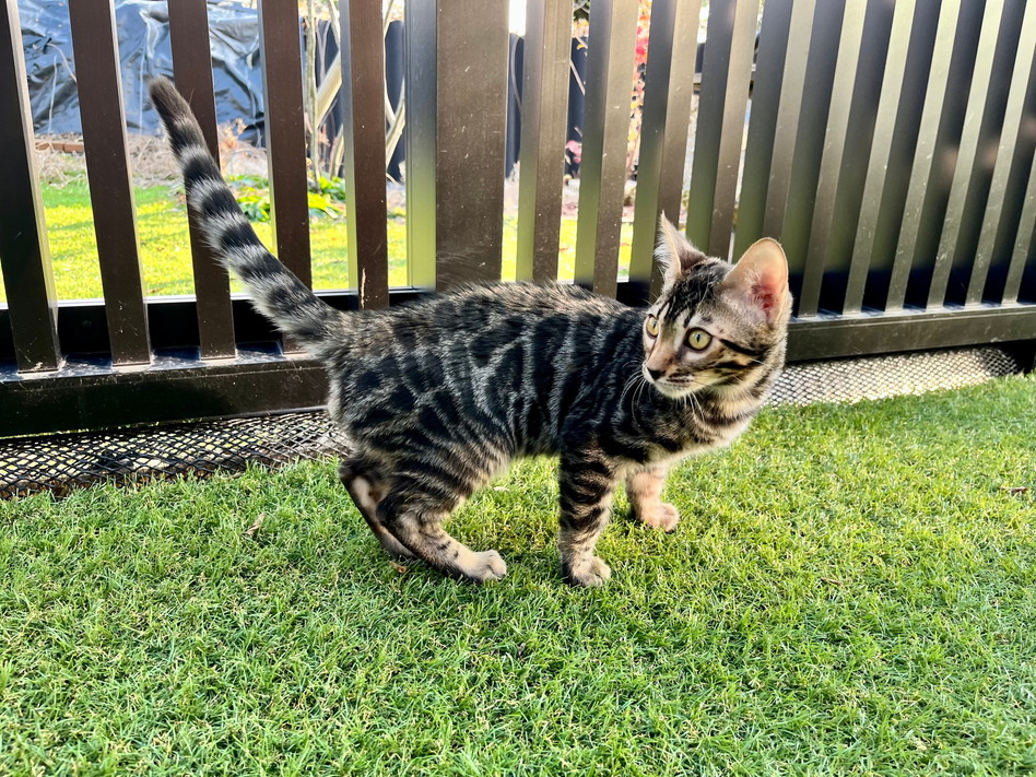 仮名（ポール）