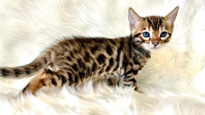 仮名（ししまる）