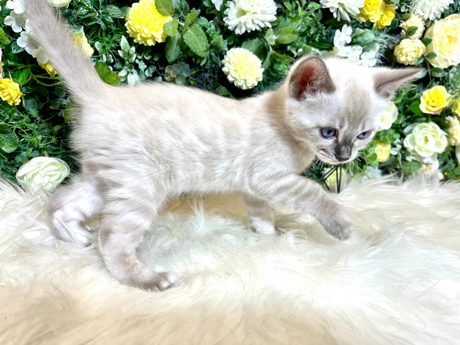 仮名（すみれ）