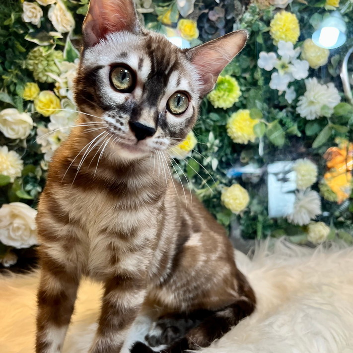 仮名（ウーゴ）