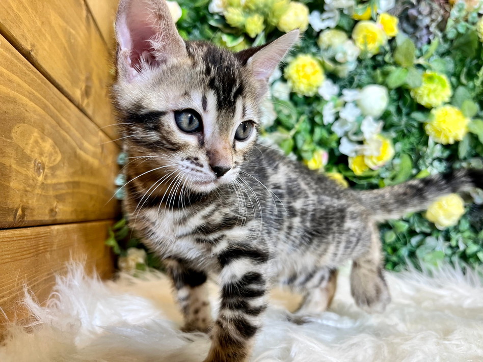 仮名（ヴィニー）