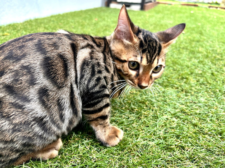 仮名（ビリー）