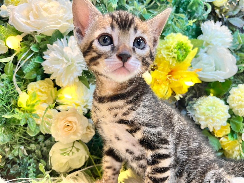 仮名（チェリー）