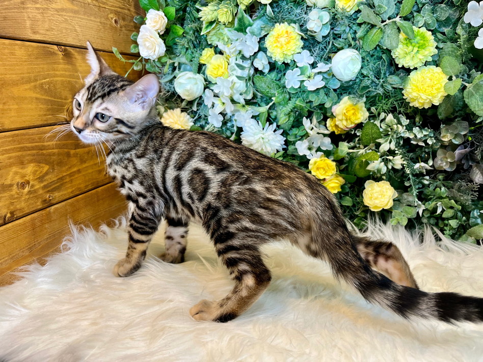 仮名（ファリーン）