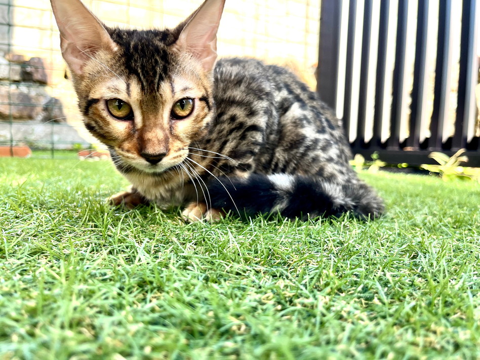 仮名（フラワー）