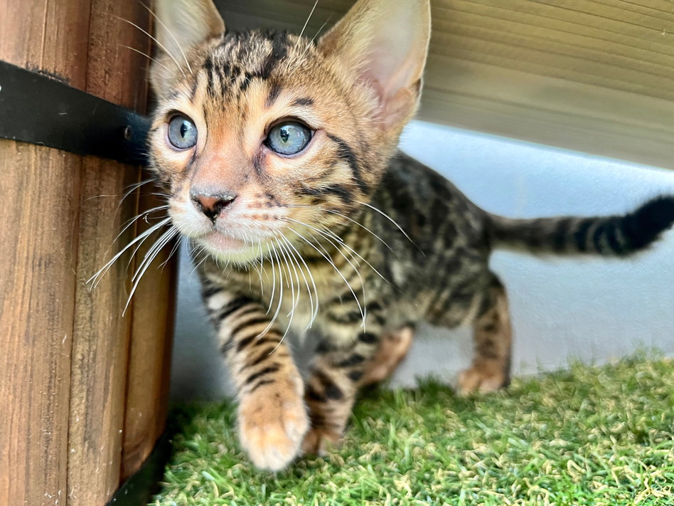 仮名（ガブリエル）