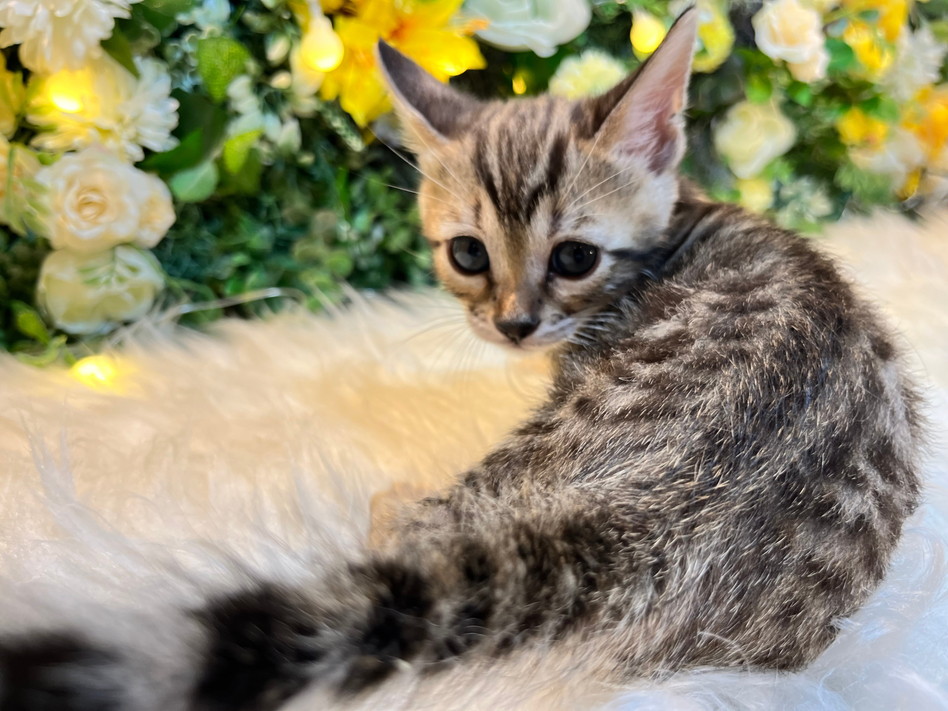 仮名（ハッピー）