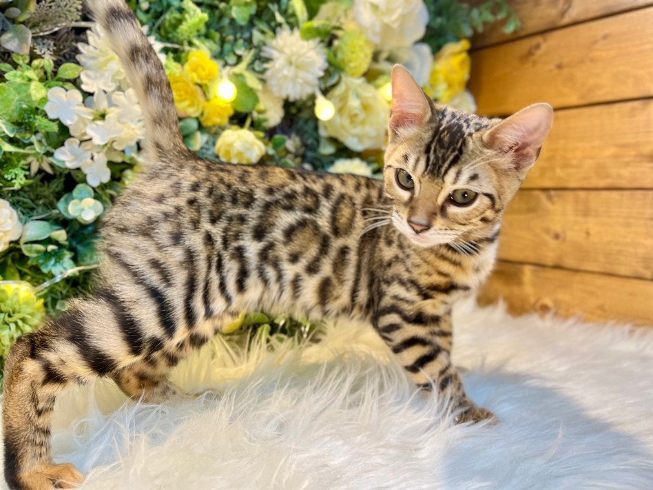 仮名（ハニー）