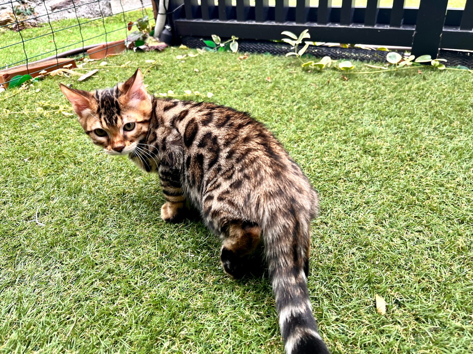 仮名（フルー）