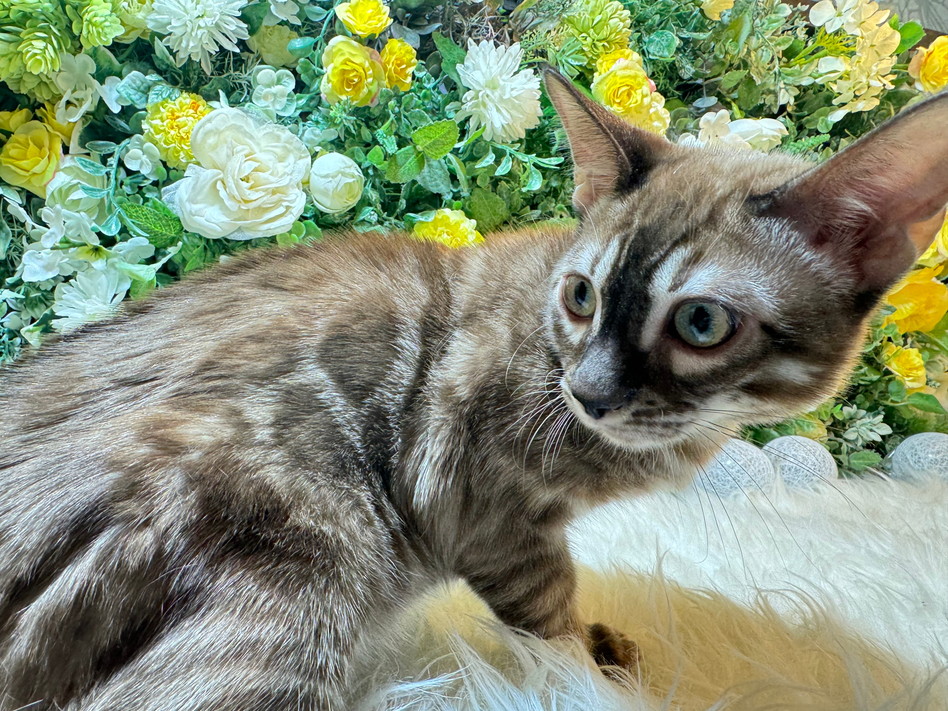 仮名（ひょう）