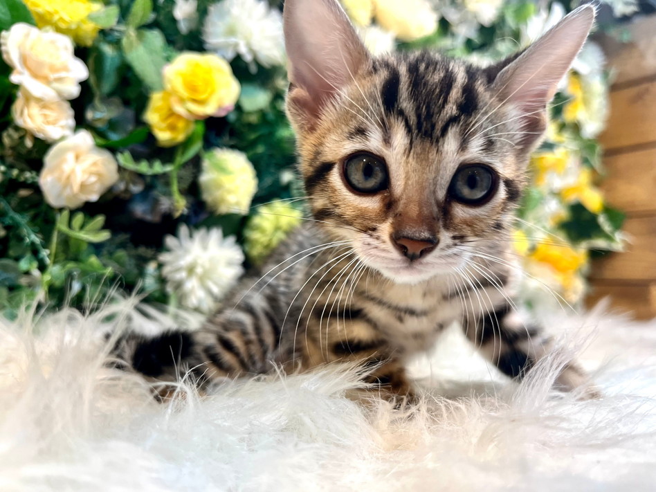 仮名（イチゴ）