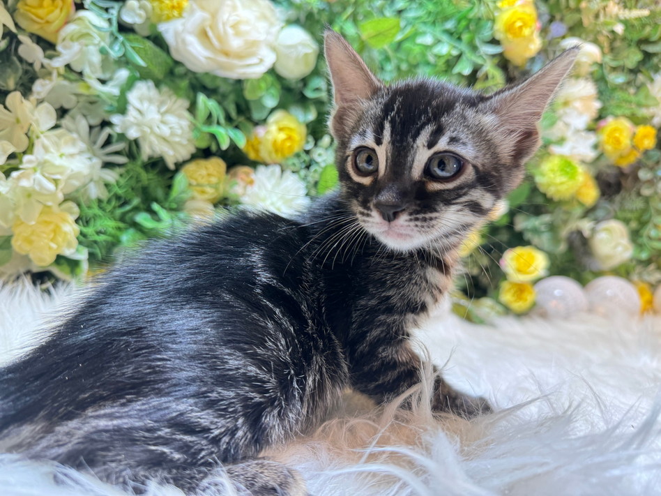 仮名（ジャック）